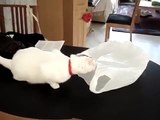 Watch Cat Vs Plastic Bag