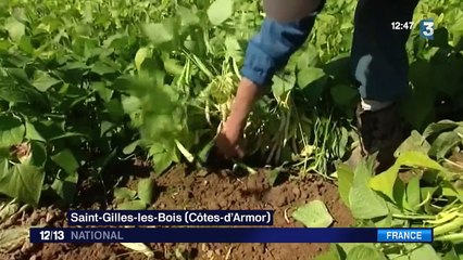 À la découverte du Coco de Paimpol