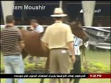 Arabian horse حصان عربي