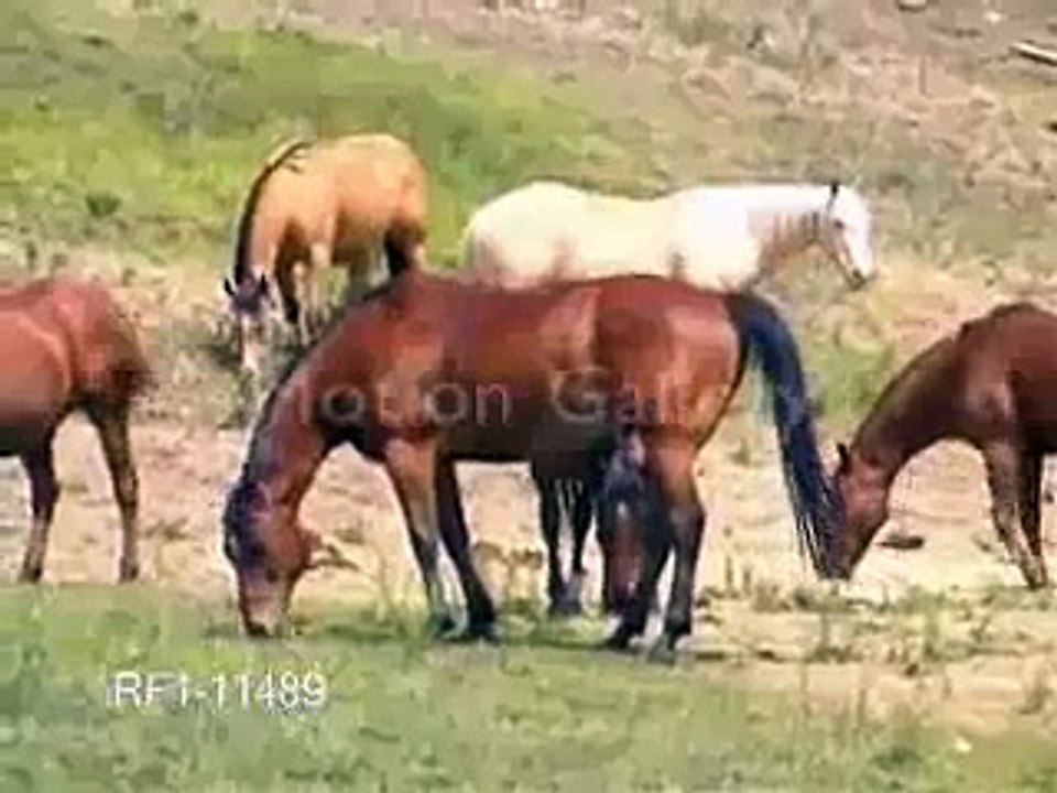 Horses- More Than Fine