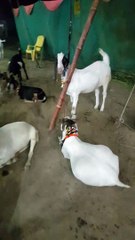 ABID BHAI HYDERABAD GOATS VIP BLOCK BAKRA MANDI MAI INKA TENT LAGA HAI