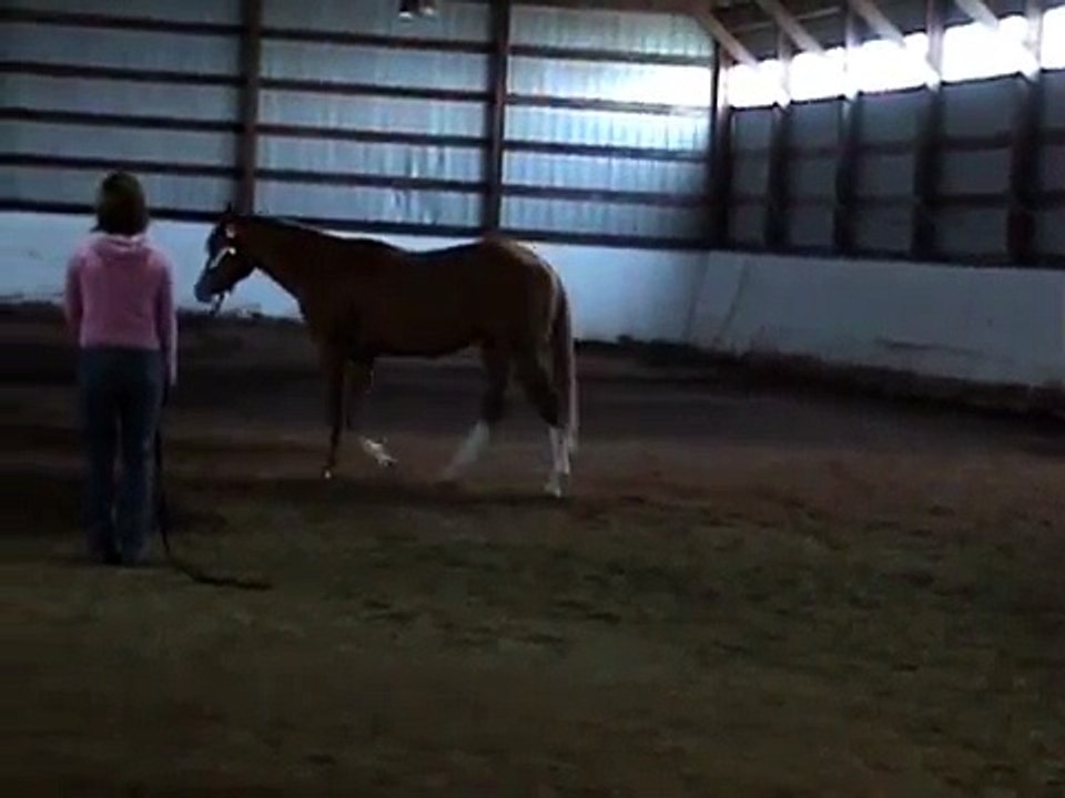 Who Forgot The Cream as a yearling