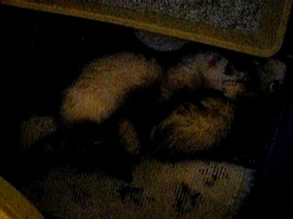 saillie furet 2