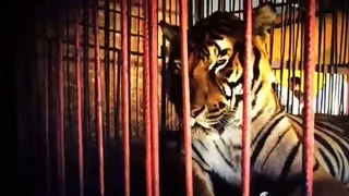 Peru rescues wild caged circus animals