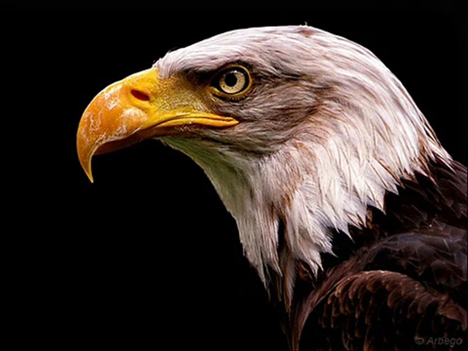 LA SABIDURIA DEL AGUILA !!! SKY_BOY PRODUCTION!!!