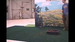 Ground Hornbill  Training