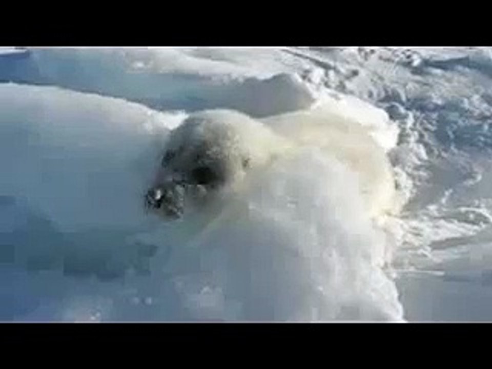 Seal (joeyclassic reupload)