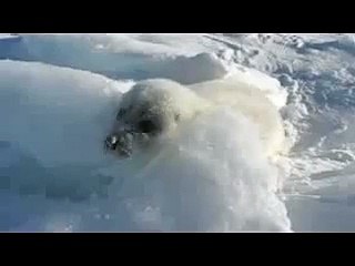 Seal (joeyclassic reupload)