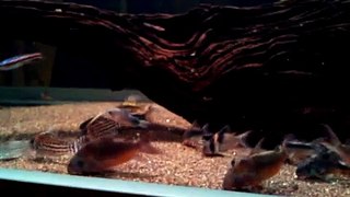 My Corydoras Tank