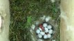 Cyanistes caeruleus chicks hatches out from an egg