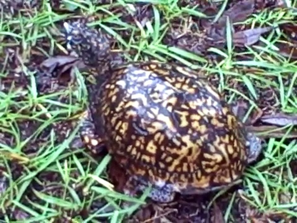 Box turtle walking and hiding.AVI