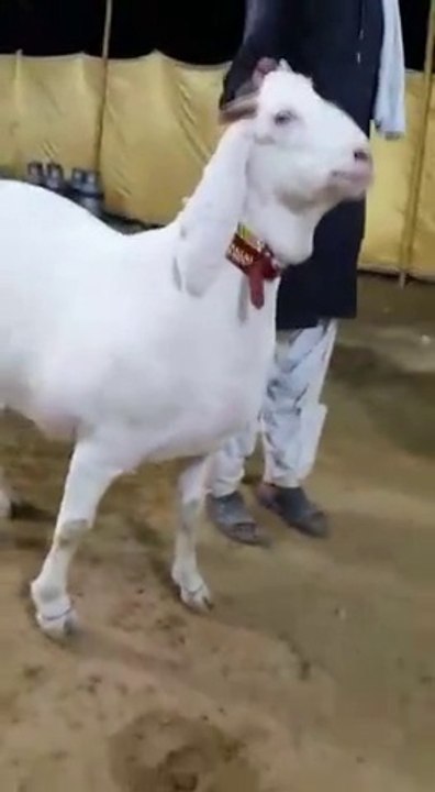 Aesa Tapraa is saal Kitne Ka mile ga ? Jinnah Cattle Farm