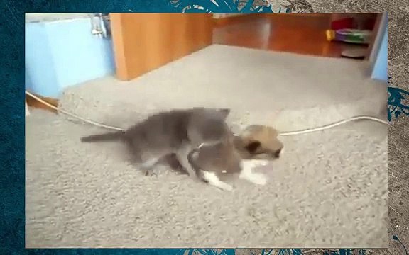 Прикол котенок щенок битва титанов