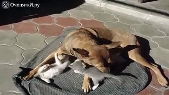 Собака усыновила котят