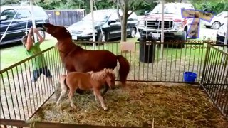 Funny ZOO fails and moments   Funny animal compilation | animals videos and funny