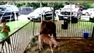 Funny ZOO fails and moments   Funny animal compilation