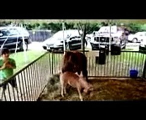 Funny ZOO fails and moments   Funny animal compilation