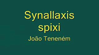 João Teneném - Synallaxis spixi