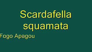 Fogo Apagou - Scardafella squamata