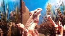 3 and 4 month old bearded dragons