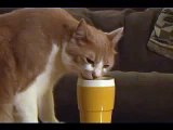 Cat drinks water out of glass