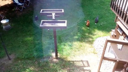 Backyard hens eating watermelon; a summer time treat!