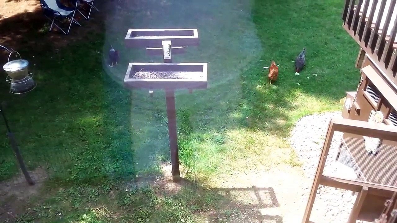 Backyard hens eating watermelon; a summer time treat!