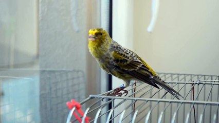 canary lizard singing Duduś :)