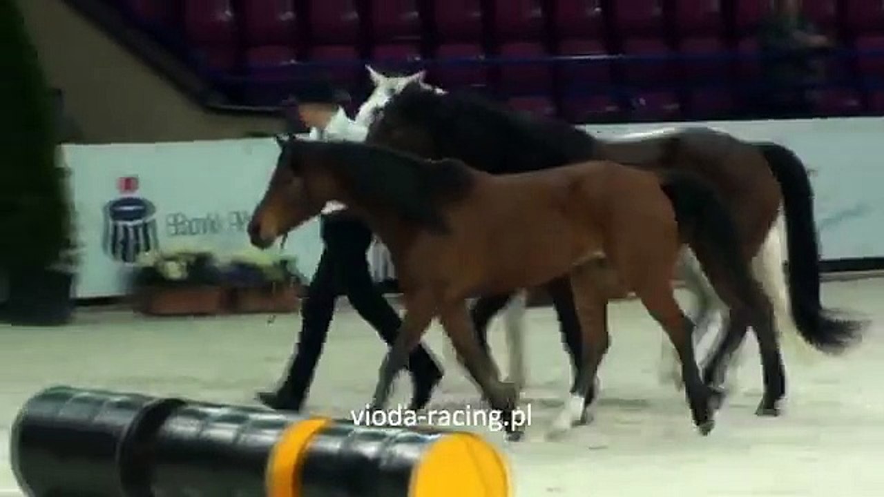 Honza Bláha  - Cavaliada, 25.03.2012