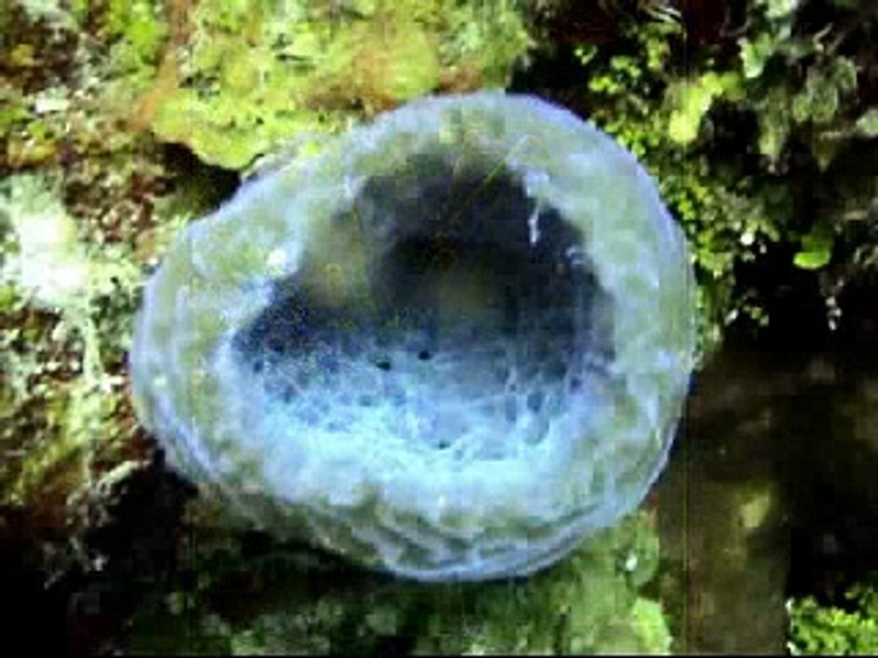 Belize scuba dive -- esp seascapes coral sponges