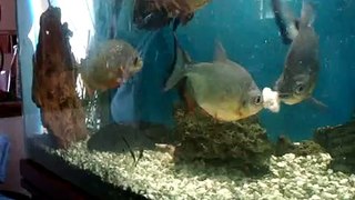 piranha and pacu vs mouse