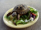 Russian Tortoise Eating