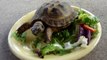 Russian Tortoise Eating