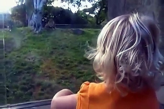 Lion Tries to eat a child at the Zoo.