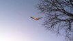 Flying LED kites over Launceston Tasmania