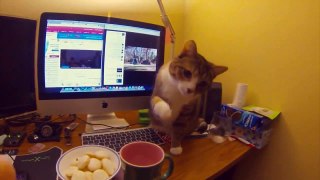 Funny Cat Videos Ever - Funny Videos - Funny Animals Funny Animal Videos 2015
