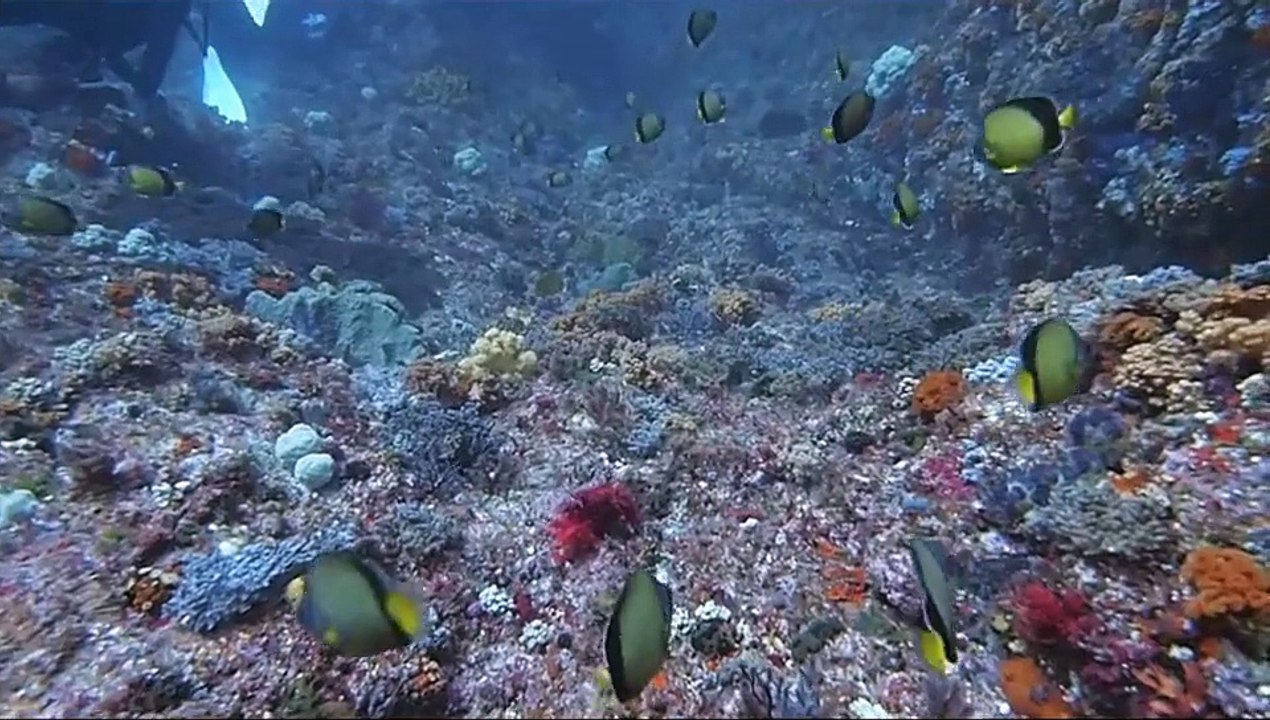 秘境！銭洲ダイビング.wmv