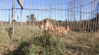 Elsa the Lioness Rescue