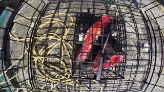 Crabbing with GoPro at Winchester Bay, OR