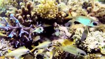 Fiji - Coral Reefs Protect Biodiversity | Global Ideas