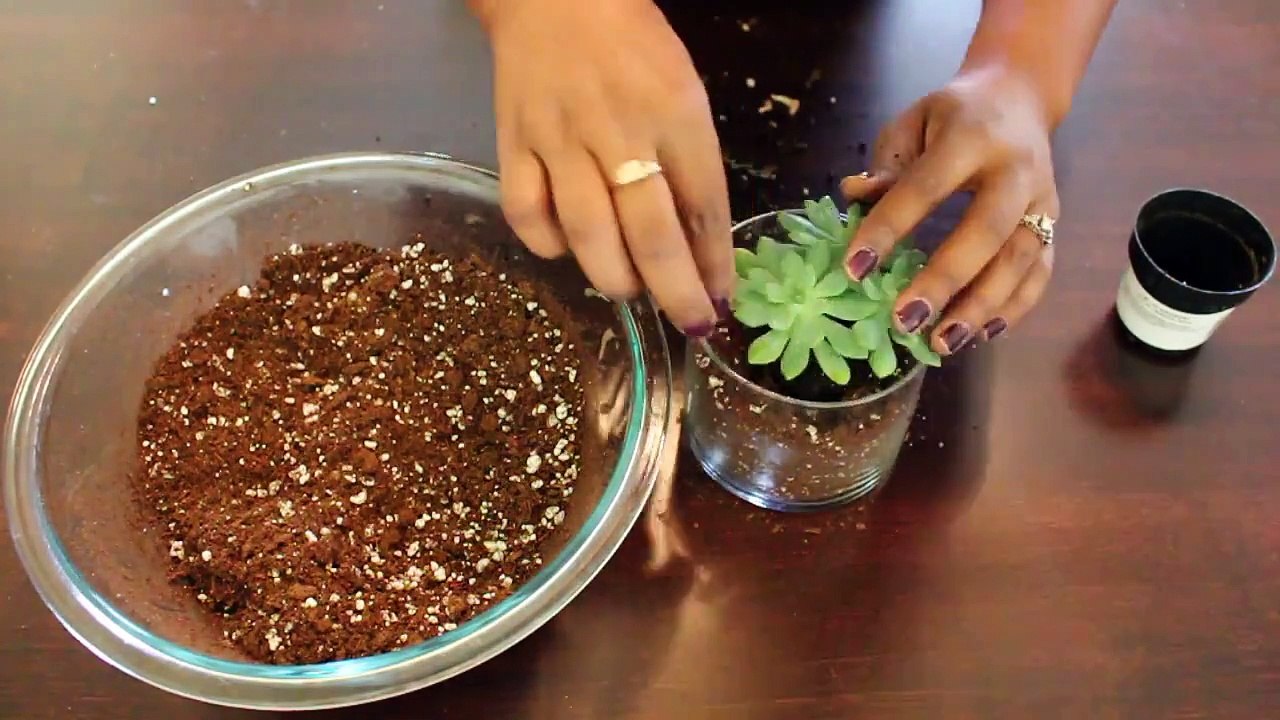 DIY project: Succulents