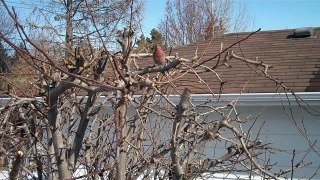 House Finch in a Pear Tree
