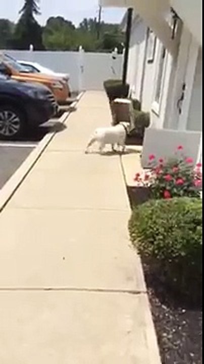 funny dog :-) Ha ha ha