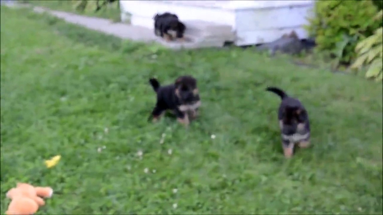 Chiots-PhA?nix-et-Ace;-4-5-semaines