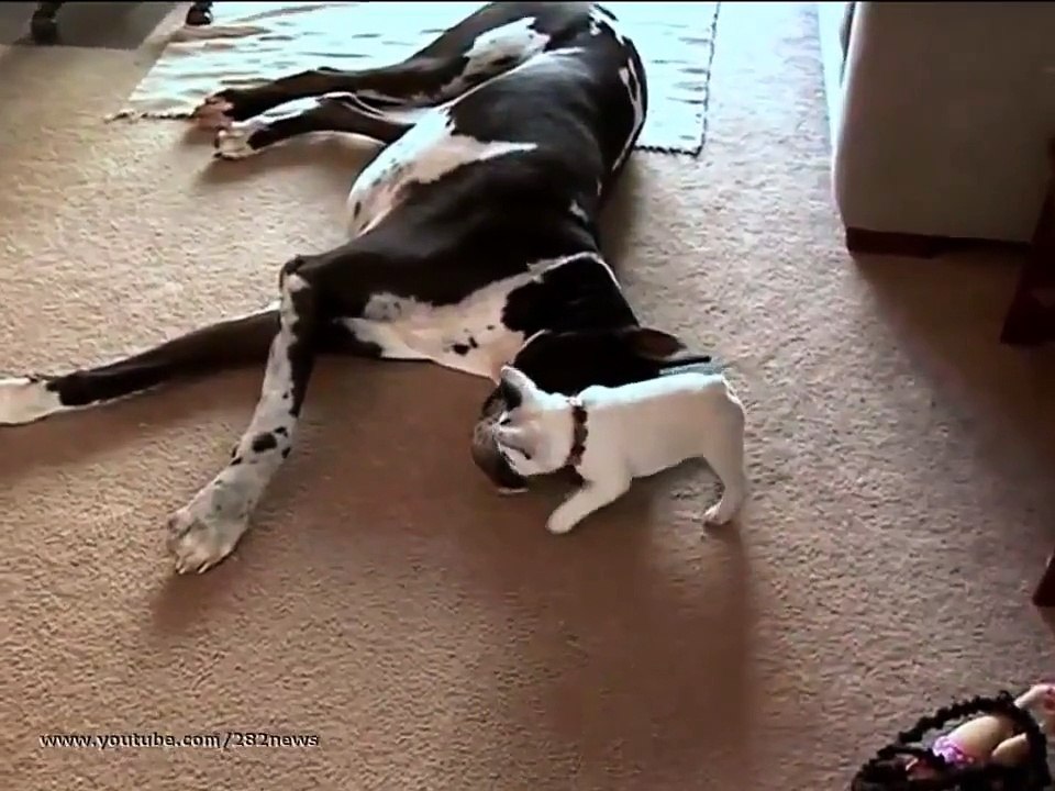 Бультерьер и дог Funny dogs