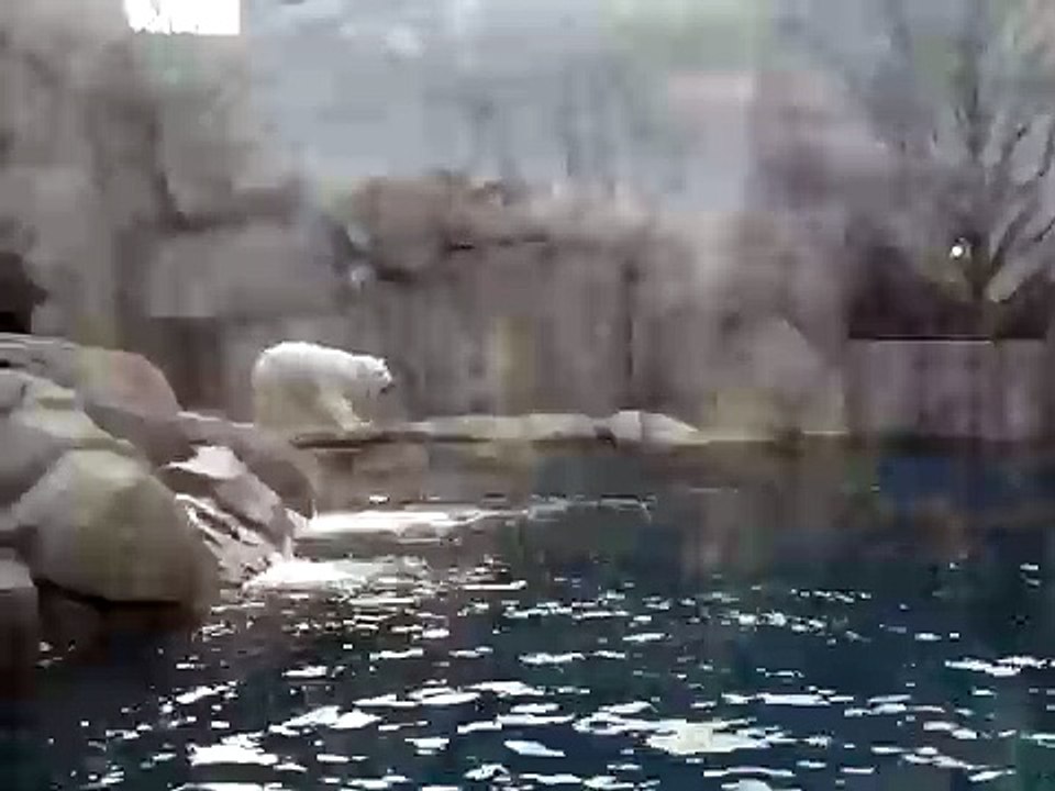 Polar Bears Jumping in the water at the Pittsburgh Zoo