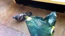 animal- newcastle pigeon eating bread in england