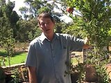 Growing Fruit Trees in Pots - Part 1
