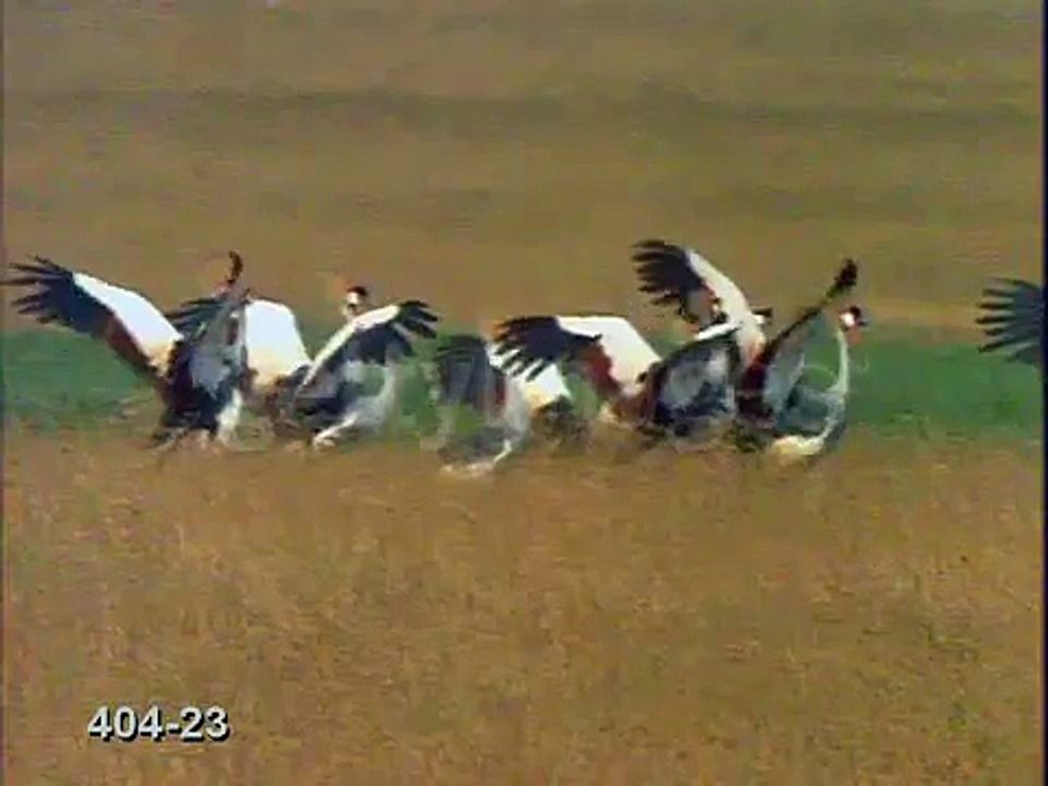 African Crowned Crane - family take off
