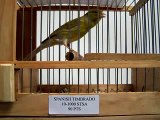 Canary Row Aviary, Port Charlotte FL-Spanish Timbrado 90 pts